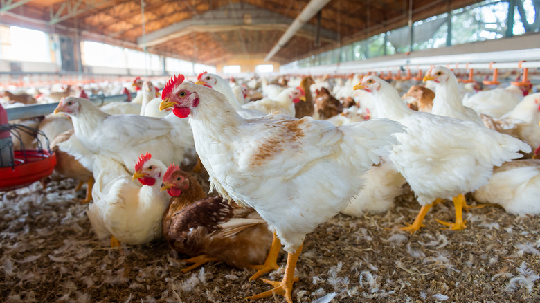 group of chickens on a farm