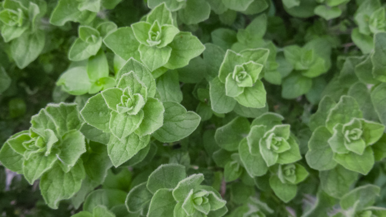 Greek oregano