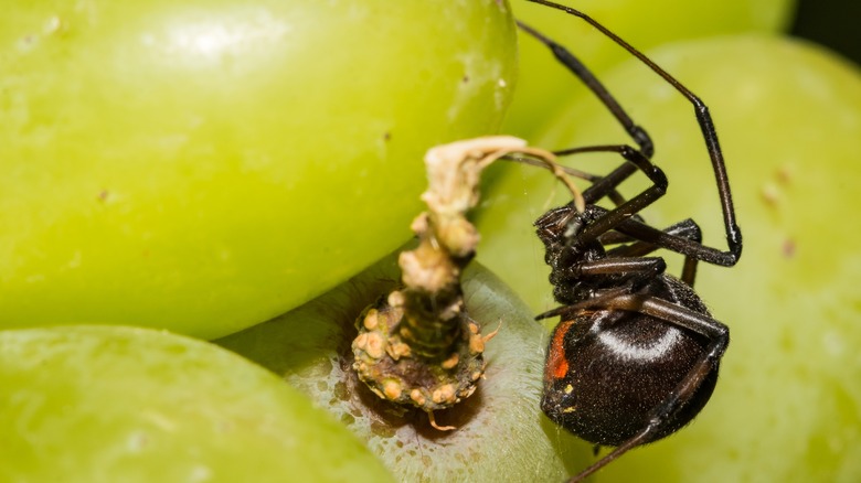 Black widow spider on grapes
