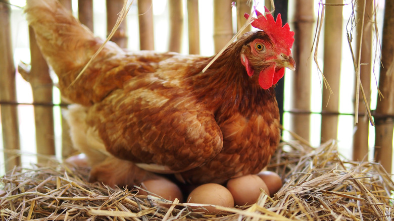 A chicken lying on eggs