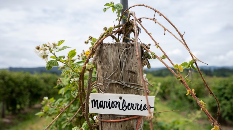 labelled Marionberries cane Oregon field