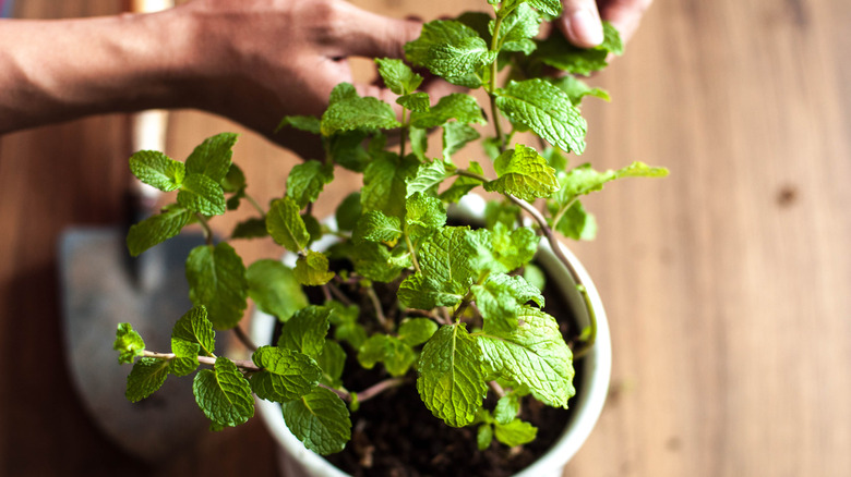 mint garden sprig