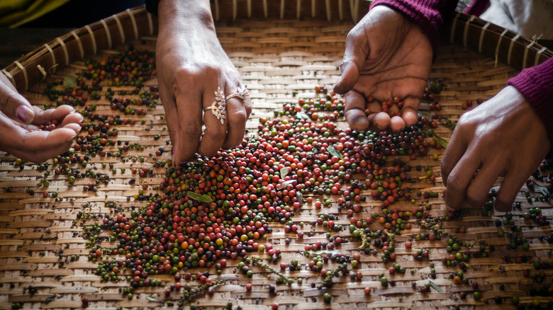 Sorting fresh Cambodian pepper