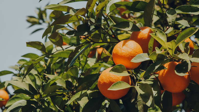 decorative Seville oranges