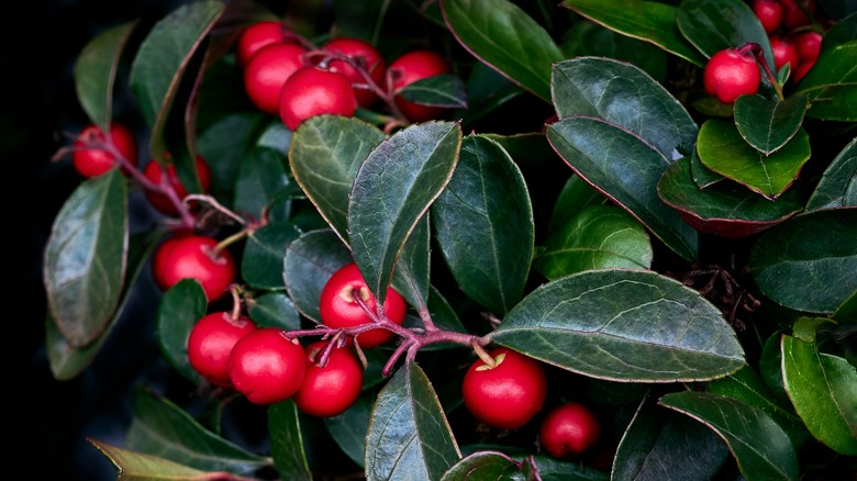 Teaberries with green leaves