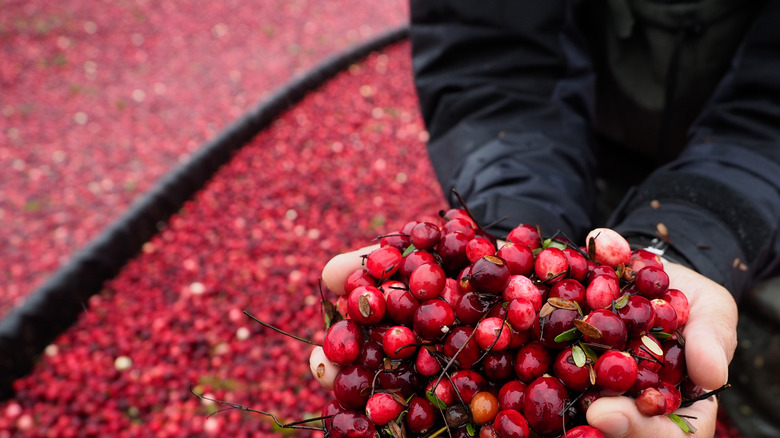 Cranberry farmers holding cranberries 