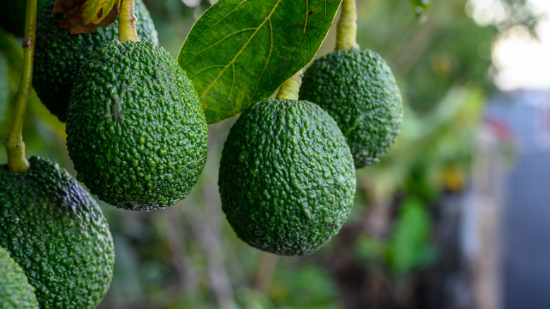 Ripe avocados on tree