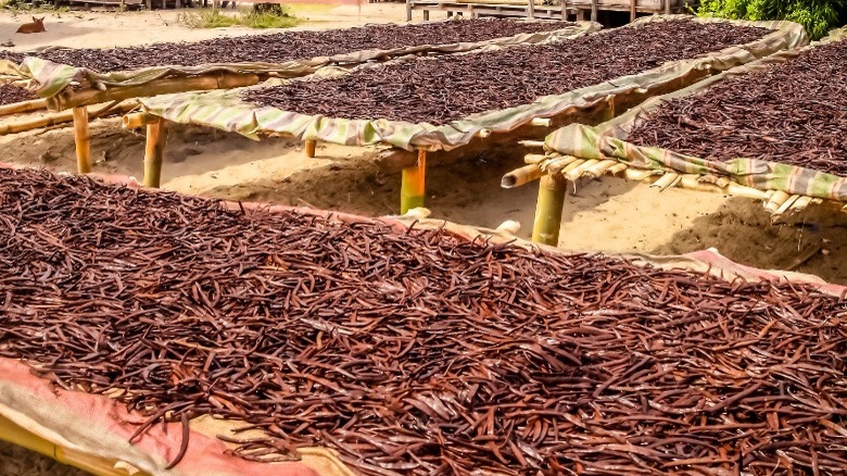 Vanilla beans drying in the sun in Madagascar