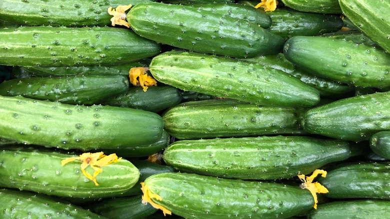 fresh green cucumbers 