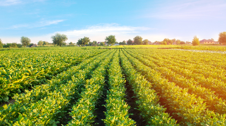 Potato field