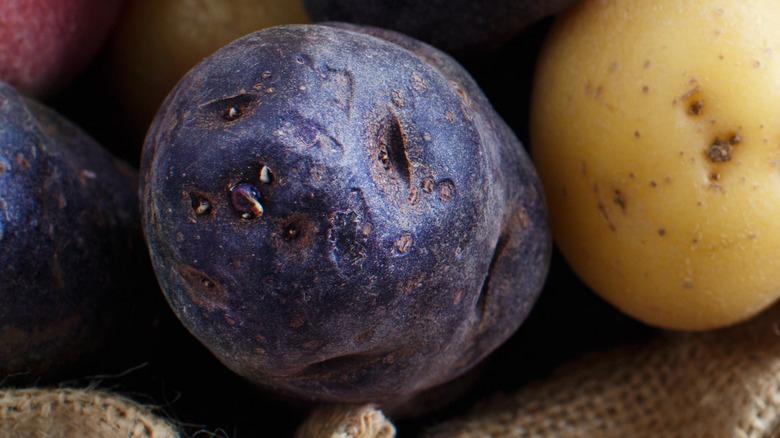 Purple potato