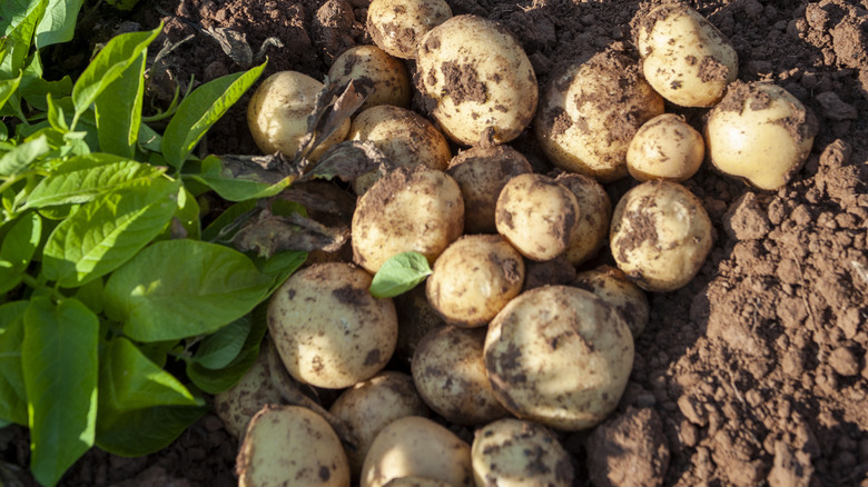 potatoes in the ground