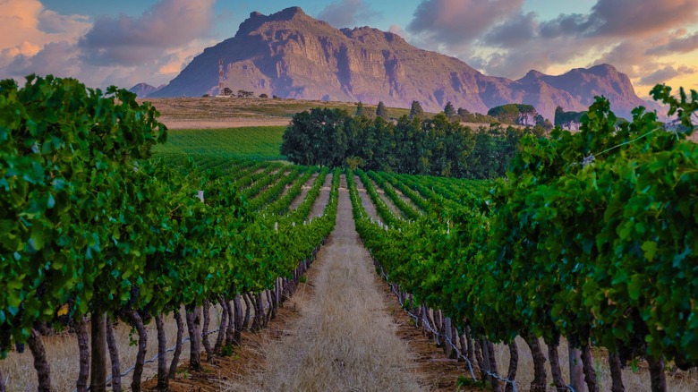 Vineyard landscape