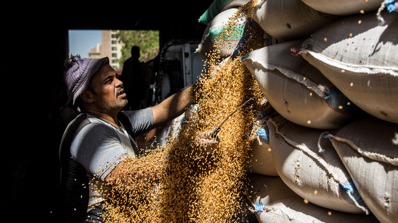 Egyptian opening bags of wheat