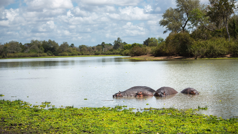 Hippos in a lake