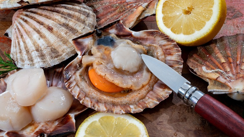 A knife with fresh bay scallops