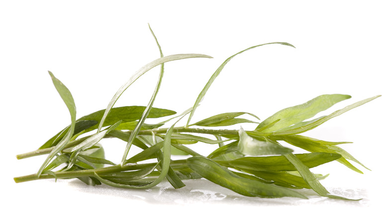 Tarragon leaves