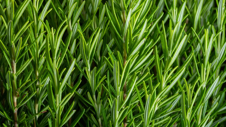 Fresh rosemary