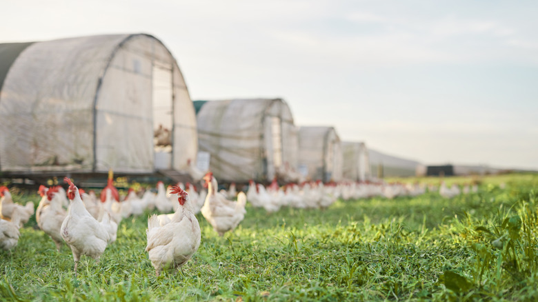 chickens in pasture