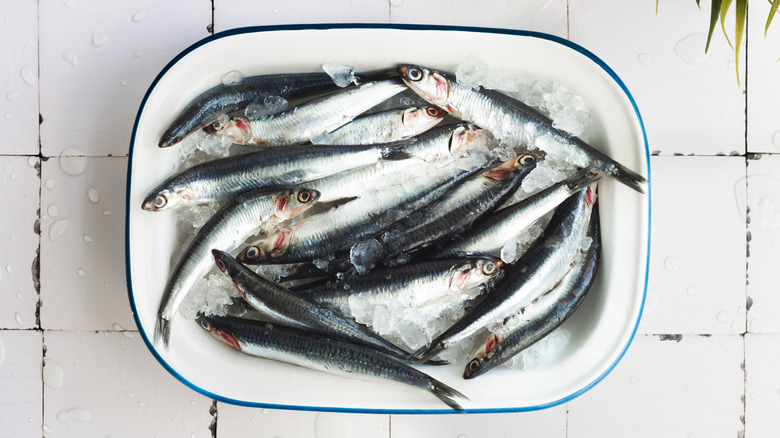 Fresh anchovies in a dish topped with ice with white tiles in the back