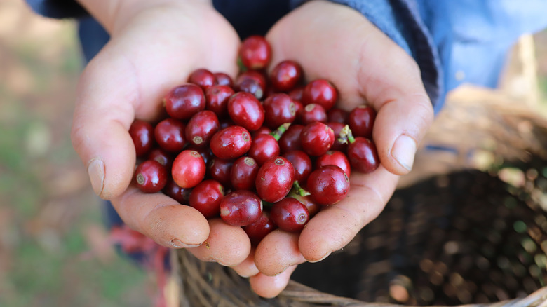 Hands holding coffee berries