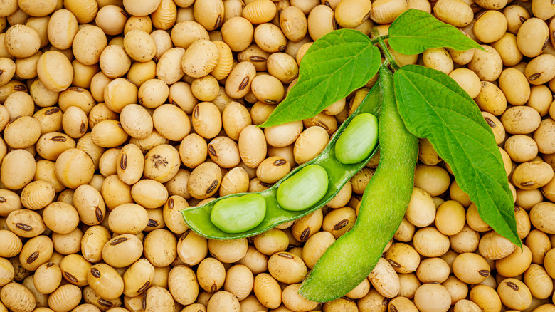 Edamame pod surrounded by soybeans