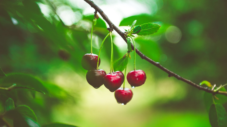 Cherries hanging off tree