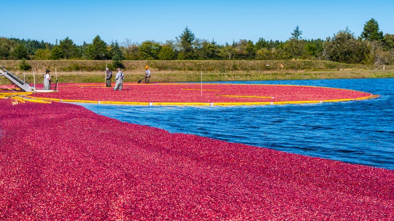 Harvesting cranberries in Bandon Oregon 