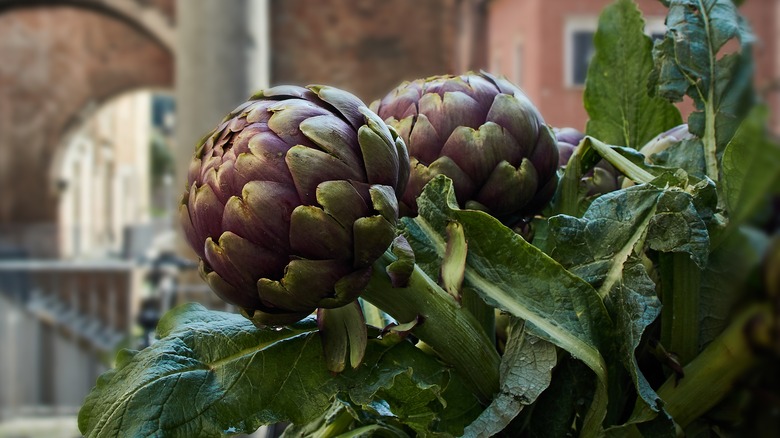 Artichokes in Rome