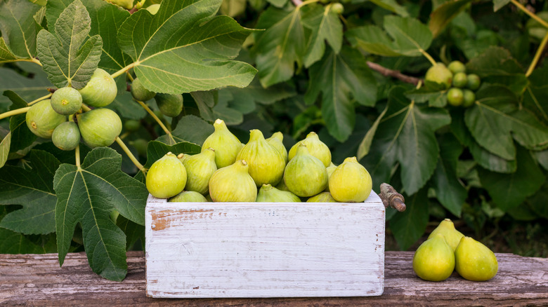 Figs in a box