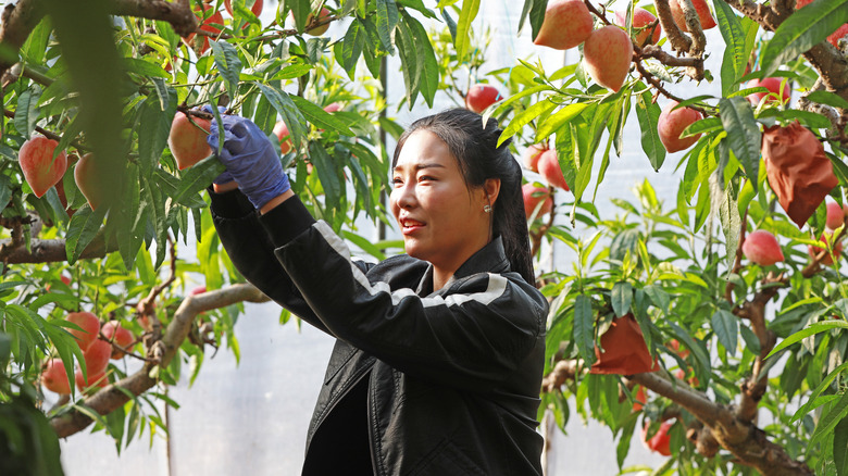 Harvesting peaches in orchard