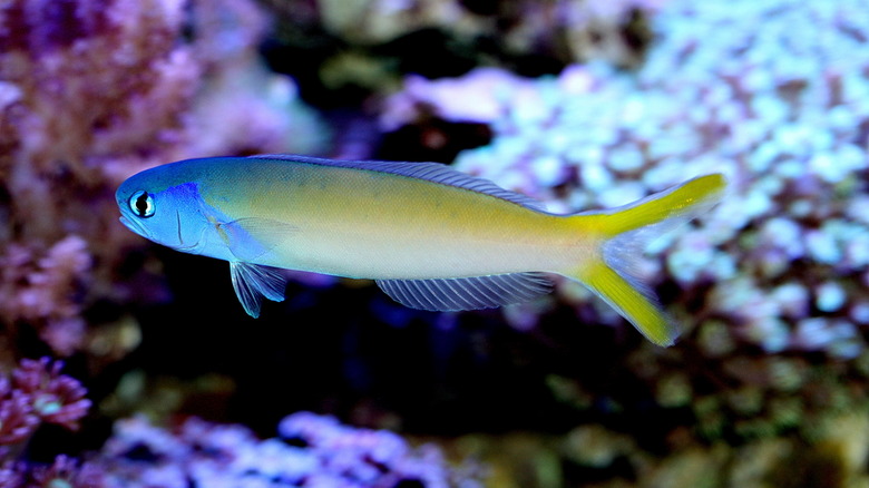 Colorful tilefish swimming 