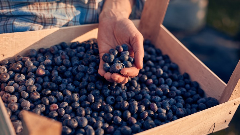 Box of fresh blueberries