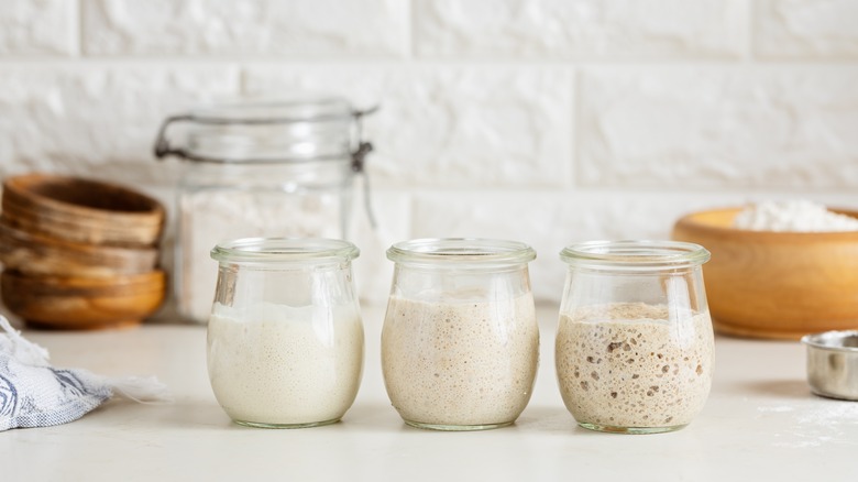 three sourdough starter jars