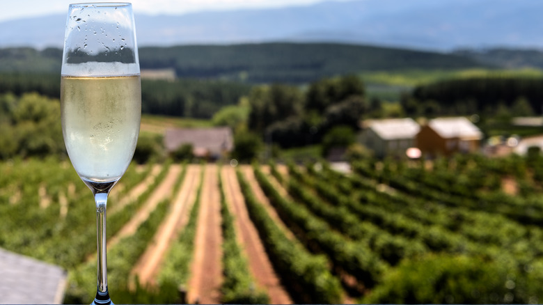 Glass of Spanish cava sparkling wine in front of a vineyard
