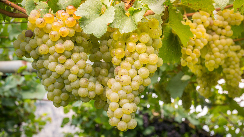 Chardonnay grapes