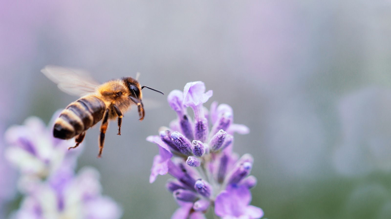 Purple Honey Can Only Be Found In North Carolina