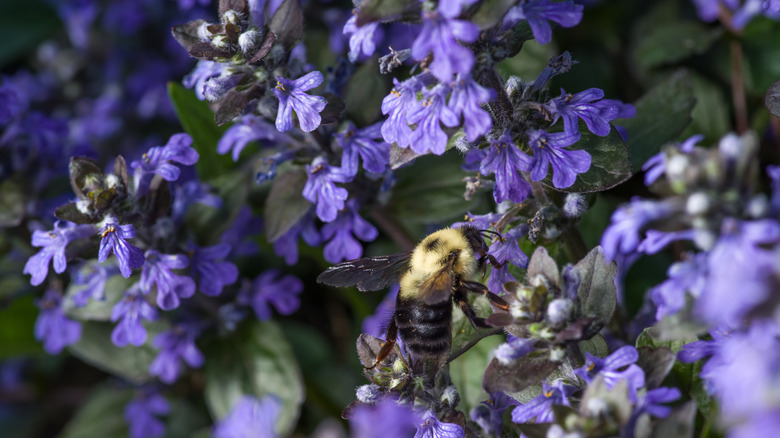 bee with purple flowers