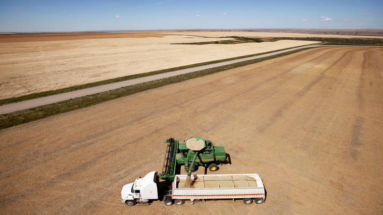 Lentils are harvested in a field 