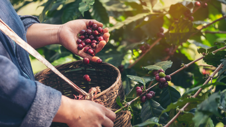 Coffee beans pouring into basket