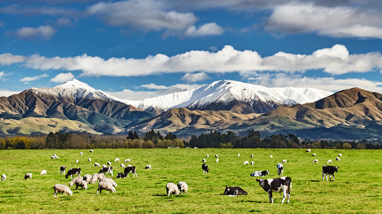 cows and sheep grazing on a green pasture with snowy mountains in the backround