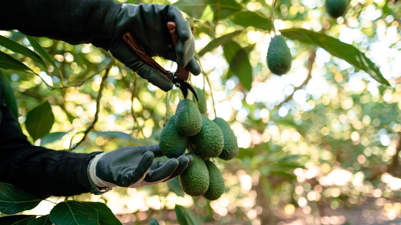 Worker harvests avocados from tree