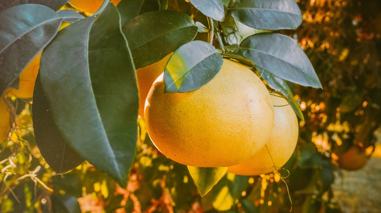 Grapefruit on tree