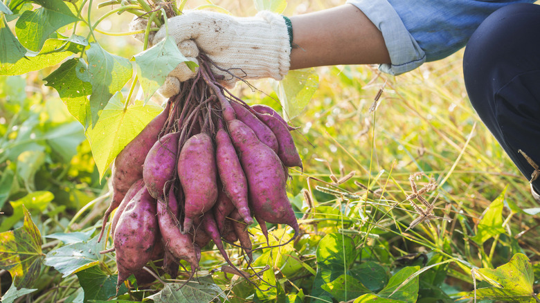 Farmer holding fresh sweet potatoes