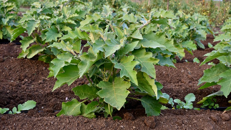 eggplant crop on farm