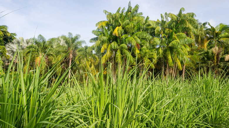 sugar cane plantation in Martinique