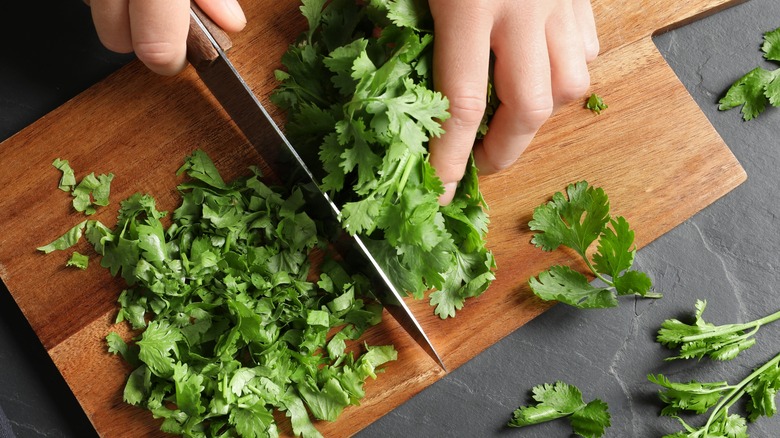 cutting fresh cilantro 