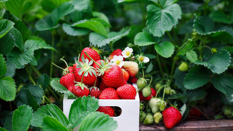 strawberries at farm 