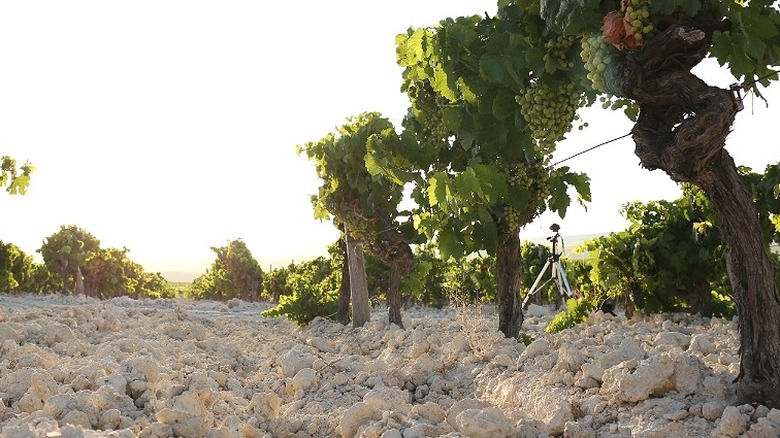 Albariza soil outside