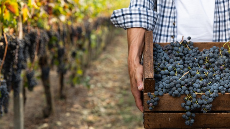 farmer carrying grapes in vineyard